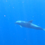 scuba diving utila, scuba diving utila honduras, scuba diving honduras, scuba diving utila bay island, scuba diving certification utila, scuba diving certification utila honduras, scuba diving certification honduras, scuba diving certification utila bay island, scuba diving school utila, sscuba diving school utila honduras, scuba diving school honduras, scuba diving school utila bay island, padi diving school utila, padi diving diving school utila honduras, padi diving school honduras, padi diving school utila bay island, best diving locations, best place to dive, top diving locations in the world, top diving locations, best diving spots, dive packages utila,