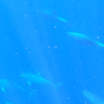 scuba diving utila, scuba diving utila honduras, scuba diving honduras, scuba diving utila bay island, scuba diving certification utila, scuba diving certification utila honduras, scuba diving certification honduras, scuba diving certification utila bay island, scuba diving school utila, sscuba diving school utila honduras, scuba diving school honduras, scuba diving school utila bay island, padi diving school utila, padi diving diving school utila honduras, padi diving school honduras, padi diving school utila bay island, best diving locations, best place to dive, top diving locations in the world, top diving locations, best diving spots, dive packages utila,