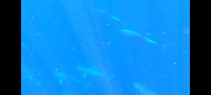 scuba diving utila, scuba diving utila honduras, scuba diving honduras, scuba diving utila bay island, scuba diving certification utila, scuba diving certification utila honduras, scuba diving certification honduras, scuba diving certification utila bay island, scuba diving school utila, sscuba diving school utila honduras, scuba diving school honduras, scuba diving school utila bay island, padi diving school utila, padi diving diving school utila honduras, padi diving school honduras, padi diving school utila bay island, best diving locations, best place to dive, top diving locations in the world, top diving locations, best diving spots, dive packages utila,