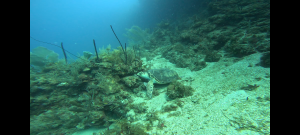 scuba diving utila, scuba diving utila honduras, scuba diving honduras, scuba diving utila bay island, scuba diving certification utila, scuba diving certification utila honduras, scuba diving certification honduras, scuba diving certification utila bay island, scuba diving school utila, sscuba diving school utila honduras, scuba diving school honduras, scuba diving school utila bay island, padi diving school utila, padi diving diving school utila honduras, padi diving school honduras, padi diving school utila bay island, best diving locations, best place to dive, top diving locations in the world, top diving locations, best diving spots, dive packages utila,