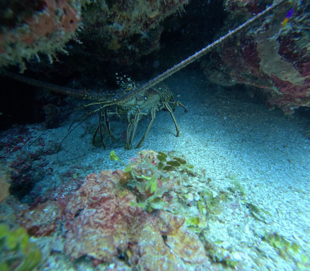 scuba diving utila, scuba diving utila honduras, scuba diving honduras, scuba diving utila bay island, scuba diving certification utila, scuba diving certification utila honduras, scuba diving certification honduras, scuba diving certification utila bay island, scuba diving school utila, sscuba diving school utila honduras, scuba diving school honduras, scuba diving school utila bay island, padi diving school utila, padi diving diving school utila honduras, padi diving school honduras, padi diving school utila bay island, best diving locations, best place to dive, top diving locations in the world, top diving locations, best diving spots, dive packages utila,