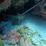 scuba diving utila, scuba diving utila honduras, scuba diving honduras, scuba diving utila bay island, scuba diving certification utila, scuba diving certification utila honduras, scuba diving certification honduras, scuba diving certification utila bay island, scuba diving school utila, sscuba diving school utila honduras, scuba diving school honduras, scuba diving school utila bay island, padi diving school utila, padi diving diving school utila honduras, padi diving school honduras, padi diving school utila bay island, best diving locations, best place to dive, top diving locations in the world, top diving locations, best diving spots, dive packages utila,