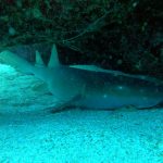 scuba diving utila, scuba diving utila honduras, scuba diving honduras, scuba diving utila bay island, scuba diving certification utila, scuba diving certification utila honduras, scuba diving certification honduras, scuba diving certification utila bay island, scuba diving school utila, sscuba diving school utila honduras, scuba diving school honduras, scuba diving school utila bay island, padi diving school utila, padi diving diving school utila honduras, padi diving school honduras, padi diving school utila bay island, best diving locations, best place to dive, top diving locations in the world, top diving locations, best diving spots, dive packages utila,