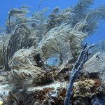 scuba diving utila, scuba diving utila honduras, scuba diving honduras, scuba diving utila bay island, scuba diving certification utila, scuba diving certification utila honduras, scuba diving certification honduras, scuba diving certification utila bay island, scuba diving school utila, sscuba diving school utila honduras, scuba diving school honduras, scuba diving school utila bay island, padi diving school utila, padi diving diving school utila honduras, padi diving school honduras, padi diving school utila bay island, best diving locations, best place to dive, top diving locations in the world, top diving locations, best diving spots, dive packages utila,