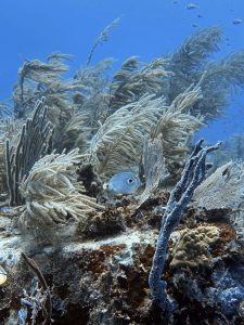 scuba diving utila, scuba diving utila honduras, scuba diving honduras, scuba diving utila bay island, scuba diving certification utila, scuba diving certification utila honduras, scuba diving certification honduras, scuba diving certification utila bay island, scuba diving school utila, sscuba diving school utila honduras, scuba diving school honduras, scuba diving school utila bay island, padi diving school utila, padi diving diving school utila honduras, padi diving school honduras, padi diving school utila bay island, best diving locations, best place to dive, top diving locations in the world, top diving locations, best diving spots, dive packages utila,