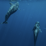 scuba diving utila, scuba diving utila honduras, scuba diving honduras, scuba diving utila bay island, scuba diving certification utila, scuba diving certification utila honduras, scuba diving certification honduras, scuba diving certification utila bay island, scuba diving school utila, sscuba diving school utila honduras, scuba diving school honduras, scuba diving school utila bay island, padi diving school utila, padi diving diving school utila honduras, padi diving school honduras, padi diving school utila bay island, best diving locations, best place to dive, top diving locations in the world, top diving locations, best diving spots, dive packages utila,