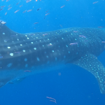 scuba diving utila, scuba diving utila honduras, scuba diving honduras, scuba diving utila bay island, scuba diving certification utila, scuba diving certification utila honduras, scuba diving certification honduras, scuba diving certification utila bay island, scuba diving school utila, sscuba diving school utila honduras, scuba diving school honduras, scuba diving school utila bay island, padi diving school utila, padi diving diving school utila honduras, padi diving school honduras, padi diving school utila bay island, best diving locations, best place to dive, top diving locations in the world, top diving locations, best diving spots, dive packages utila,