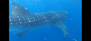 scuba diving utila, scuba diving utila honduras, scuba diving honduras, scuba diving utila bay island, scuba diving certification utila, scuba diving certification utila honduras, scuba diving certification honduras, scuba diving certification utila bay island, scuba diving school utila, sscuba diving school utila honduras, scuba diving school honduras, scuba diving school utila bay island, padi diving school utila, padi diving diving school utila honduras, padi diving school honduras, padi diving school utila bay island, best diving locations, best place to dive, top diving locations in the world, top diving locations, best diving spots, dive packages utila,