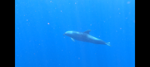 scuba diving utila, scuba diving utila honduras, scuba diving honduras, scuba diving utila bay island, scuba diving certification utila, scuba diving certification utila honduras, scuba diving certification honduras, scuba diving certification utila bay island, scuba diving school utila, sscuba diving school utila honduras, scuba diving school honduras, scuba diving school utila bay island, padi diving school utila, padi diving diving school utila honduras, padi diving school honduras, padi diving school utila bay island, best diving locations, best place to dive, top diving locations in the world, top diving locations, best diving spots, dive packages utila,