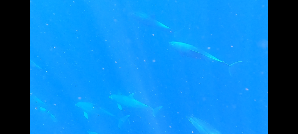 scuba diving utila, scuba diving utila honduras, scuba diving honduras, scuba diving utila bay island, scuba diving certification utila, scuba diving certification utila honduras, scuba diving certification honduras, scuba diving certification utila bay island, scuba diving school utila, sscuba diving school utila honduras, scuba diving school honduras, scuba diving school utila bay island, padi diving school utila, padi diving diving school utila honduras, padi diving school honduras, padi diving school utila bay island, best diving locations, best place to dive, top diving locations in the world, top diving locations, best diving spots, dive packages utila,