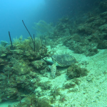 scuba diving utila, scuba diving utila honduras, scuba diving honduras, scuba diving utila bay island, scuba diving certification utila, scuba diving certification utila honduras, scuba diving certification honduras, scuba diving certification utila bay island, scuba diving school utila, sscuba diving school utila honduras, scuba diving school honduras, scuba diving school utila bay island, padi diving school utila, padi diving diving school utila honduras, padi diving school honduras, padi diving school utila bay island, best diving locations, best place to dive, top diving locations in the world, top diving locations, best diving spots, dive packages utila,