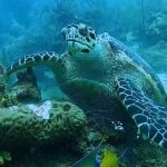 scuba diving utila, scuba diving utila honduras, scuba diving honduras, scuba diving utila bay island, scuba diving certification utila, scuba diving certification utila honduras, scuba diving certification honduras, scuba diving certification utila bay island, scuba diving school utila, sscuba diving school utila honduras, scuba diving school honduras, scuba diving school utila bay island, padi diving school utila, padi diving diving school utila honduras, padi diving school honduras, padi diving school utila bay island, best diving locations, best place to dive, top diving locations in the world, top diving locations, best diving spots, dive packages utila,