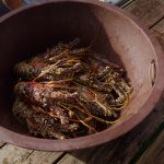 culinary experience, unique food places, food vlogging destination, food vloggers, food destination, top food destination, utila food tour, honduras food, honduras culture, honduras food culture, honduras food, create food content, best place to create food content, food experience, caribbean food, food vlog, utila food, utila bay island food,