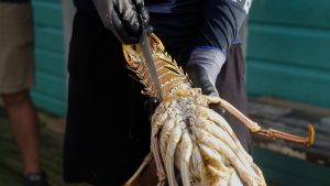 culinary experience, unique food places, food vlogging destination, food vloggers, food destination, top food destination, utila food tour, honduras food, honduras culture, honduras food culture, honduras food, create food content, best place to create food content, food experience, caribbean food, food vlog, utila food, utila bay island food,