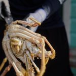 culinary experience, unique food places, food vlogging destination, food vloggers, food destination, top food destination, utila food tour, honduras food, honduras culture, honduras food culture, honduras food, create food content, best place to create food content, food experience, caribbean food, food vlog, utila food, utila bay island food,