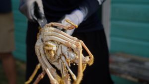 culinary experience, unique food places, food vlogging destination, food vloggers, food destination, top food destination, utila food tour, honduras food, honduras culture, honduras food culture, honduras food, create food content, best place to create food content, food experience, caribbean food, food vlog, utila food, utila bay island food,