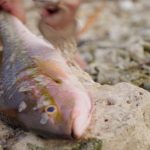 culinary experience, unique food places, food vlogging destination, food vloggers, food destination, top food destination, utila food tour, honduras food, honduras culture, honduras food culture, honduras food, create food content, best place to create food content, food experience, caribbean food, food vlog, utila food, utila bay island food,