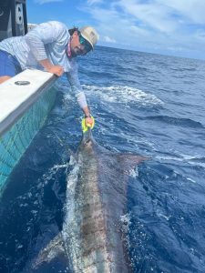 offshore fishing, offshore fishing honduras, offshore fishing utila, offshore fishing utila honduras, offshore fishing utila bay Islands, good offshore fishing, best offshore fishing locations, offshore fishing destinations, good offshore fishing, best offshore fishing locations, offshore fishing destinations, best place to offshore fishing, best place for offshore fishing, offshore fishing honduras, offshore fishing utila honduras, offshore fishing, offshore fishing honduras, offshore fishing utila, offshore fishing utila honduras, offshore fishing honduras