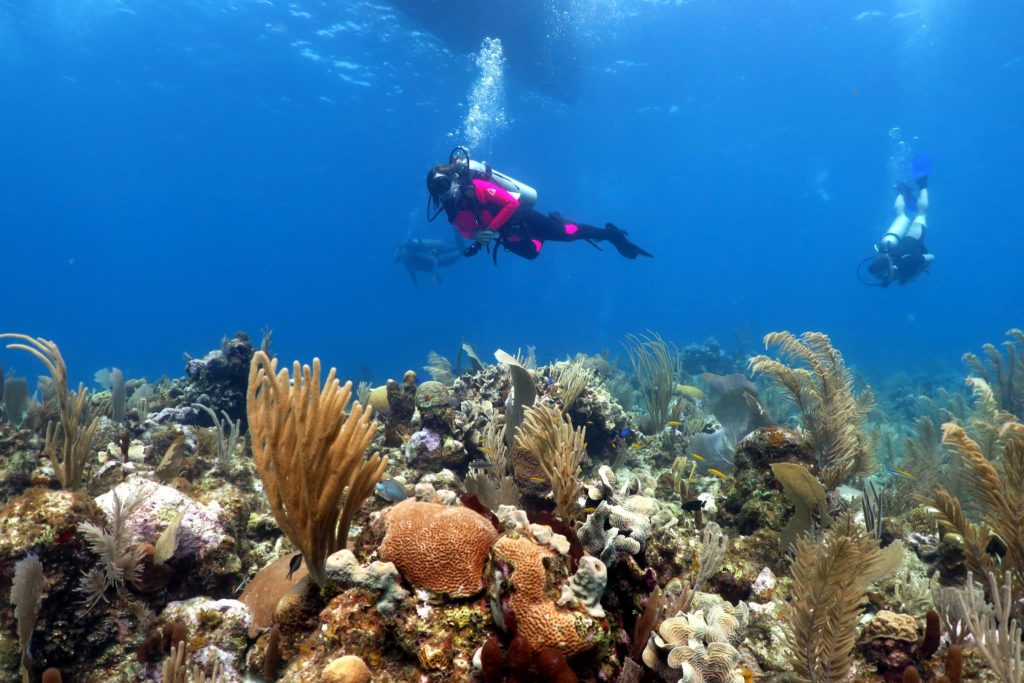 scuba diving utila, scuba diving utila honduras, scuba diving honduras, scuba diving utila bay island, scuba diving certification utila, scuba diving certification utila honduras, scuba diving certification honduras, scuba diving certification utila bay island, scuba diving school utila, sscuba diving school utila honduras, scuba diving school honduras, scuba diving school utila bay island, padi diving school utila, padi diving diving school utila honduras, padi diving school honduras, padi diving school utila bay island, best diving locations, best place to dive, top diving locations in the world, top diving locations, best diving spots, dive packages utila,