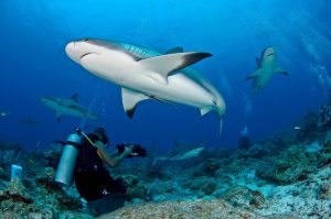 scuba diving utila, scuba diving utila honduras, scuba diving honduras, scuba diving utila bay island, scuba diving certification utila, scuba diving certification utila honduras, scuba diving certification honduras, scuba diving certification utila bay island, scuba diving school utila, sscuba diving school utila honduras, scuba diving school honduras, scuba diving school utila bay island, padi diving school utila, padi diving diving school utila honduras, padi diving school honduras, padi diving school utila bay island, best diving locations, best place to dive, top diving locations in the world, top diving locations, best diving spots, dive packages utila,